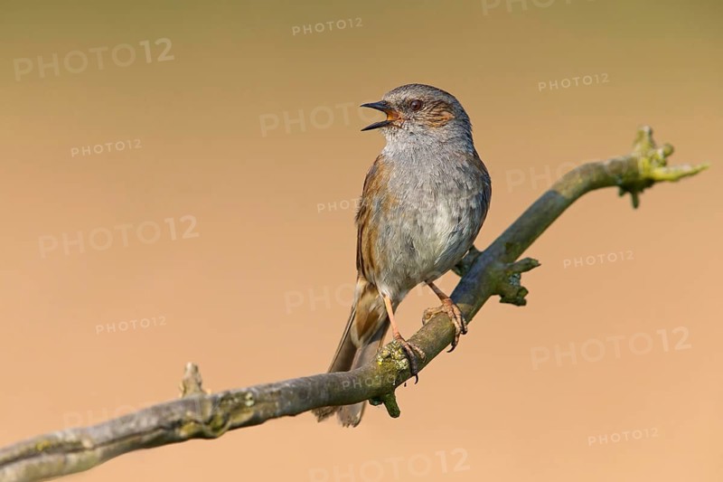 Heckenbraunelle, Dunnock, Hedge Accentor, Prunella modularis, Accenteur mouchet, Acentor Común