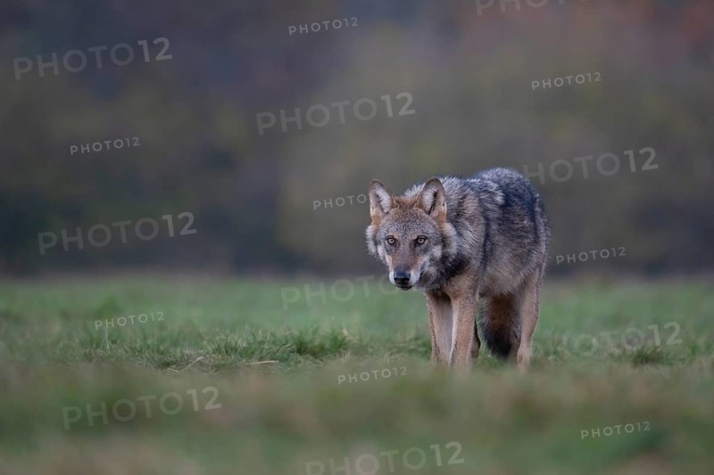European grey wolf, Eurasian wolf (Canis lupus lupus), wolf in forest clearing, Podlaskie Voivodeship, Poland