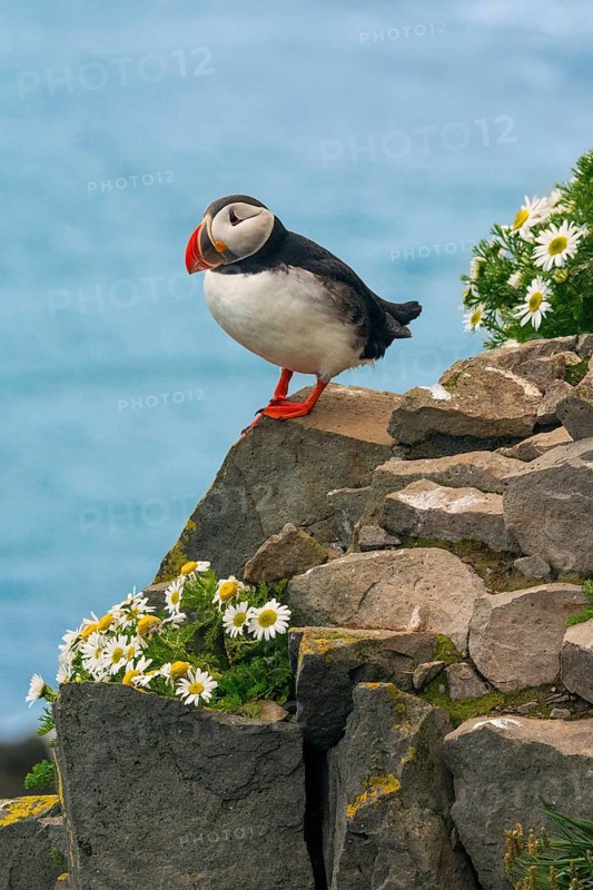 Atlantic Puffin (Fratercula arctica) on cliff, Iceland