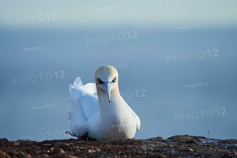Northern gannet (Morus bassanus) lying on the cliff with the sea in the background, wildlife, Helgoland, Germany