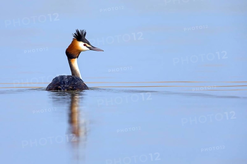 Great Crested Grebe, (Podiceps Scalloped ribbonfish), animals, birds, water bird, grebe family, swims in the lake, Lake Neusiedl, Burgenland, Austria