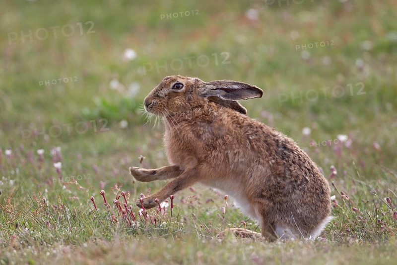 European brown hare (Lepus europaeus) adult animal stretching its front legs in grassland in summer, England, United Kingdom