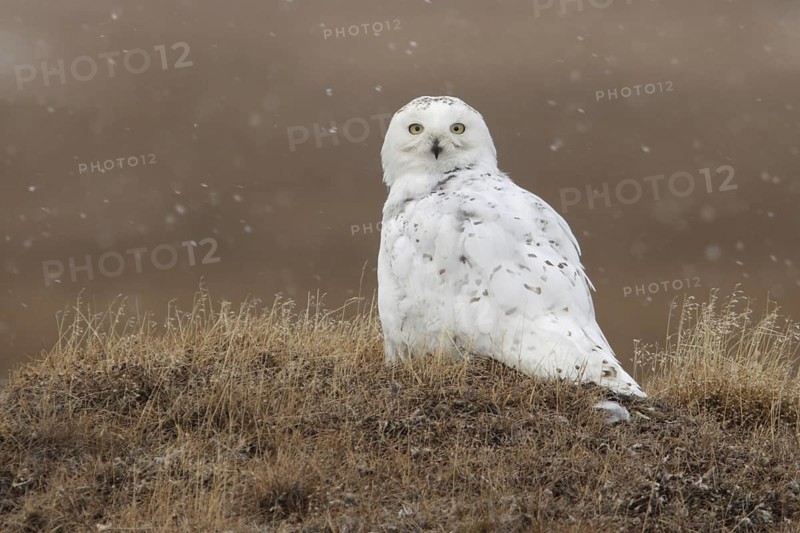 Snowy Owl (Bubo scandiacus), Alaska, USA