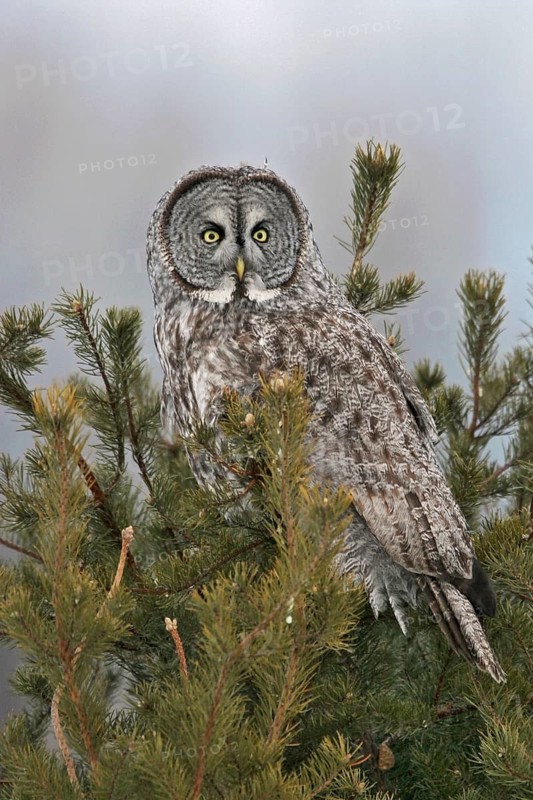 Great Grey Owl (Strix nebulosa), Maine, USA