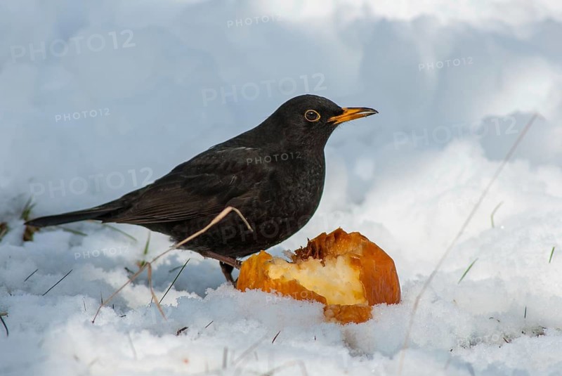 Blackbird, Turdus Merula, Birds, Garden, Leo, Meadow Orchard, Passeri, Songbirds, Songbirds, Orchard, Thrush, Birds, Winter