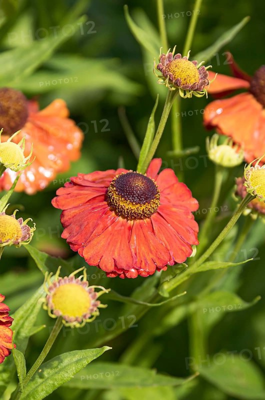 Sunflower (Helenium 'Moerheim Beauty'),  Germany