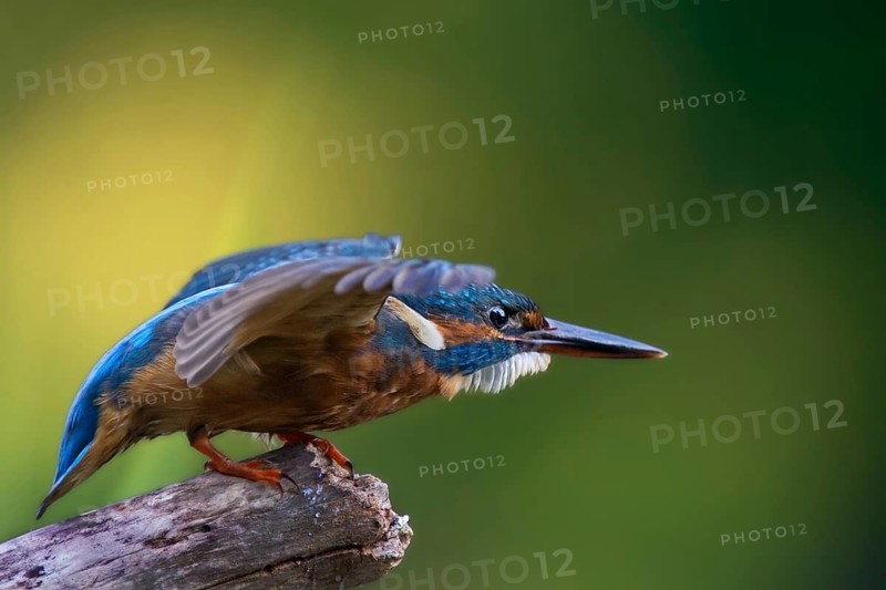 Common Kingfisher (Alcedo atthis), Saxony-Anhalt, Germany