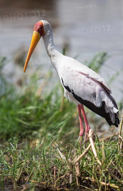 Yellow-billed Stork (Mycteria ibis), Uganda