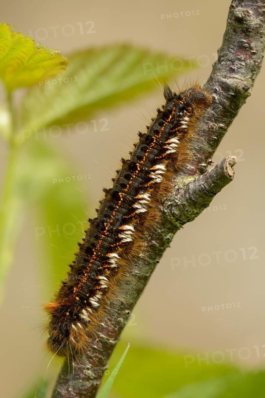 Euthrix potatoria, hen, grass hen, lasiocampidae, drinker, mealyworm, drinker, high size, portrait, inchworm, insects, moths, moths, moths, moths, caterpillar, butterflies