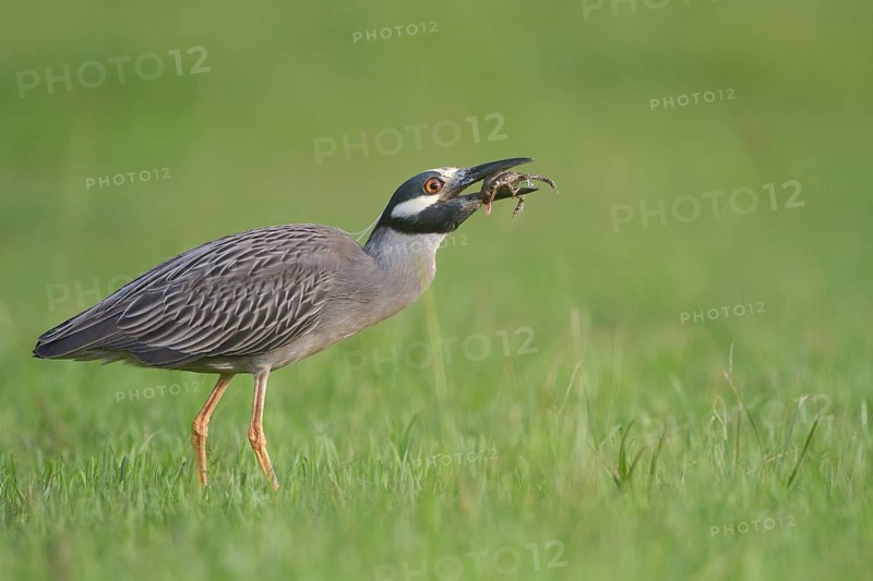 Yellow-crowned Night Heron eating frog - Kitty Hollow County Park, Missouri City, Texas