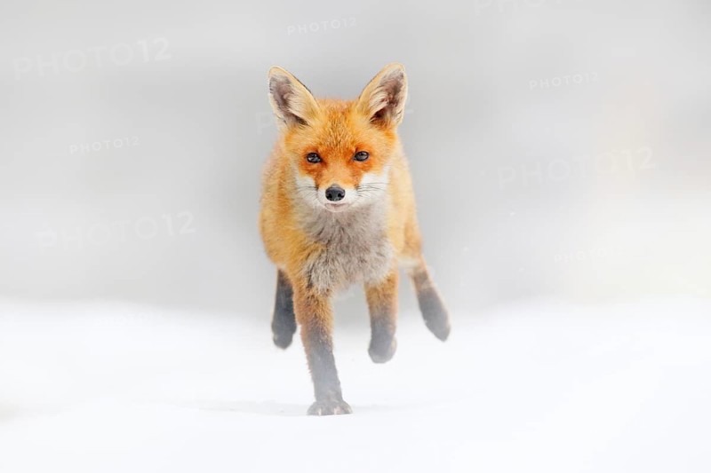 Red Fox hunting, Vulpes vulpes, wildlife scene from Europe. Orange fur coat animal in the nature habitat. Fox on the green forest meadow