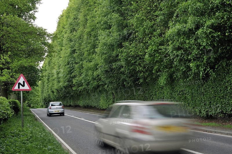 The Meikleour Beech Hedge (Fagus sylvatica), the tallest and longest hedge on earth, reaching 30 metres (100 ft) in height and 530 metres (1 3 mile) in length, Scotland, UK