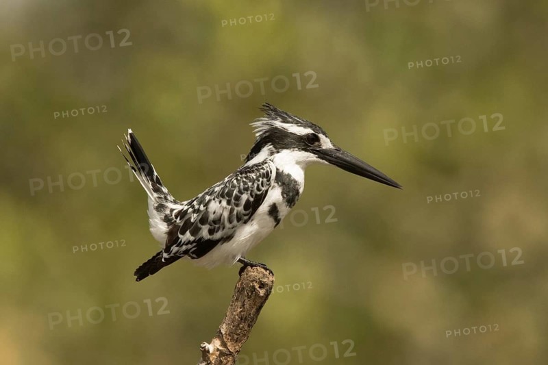 Pied Kingfisher (Ceryle rudis) male, Gambia