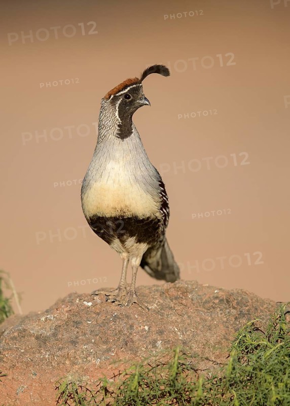 Gambel's Quail (Callipepla gambelii) male on ground, Arizona, USA