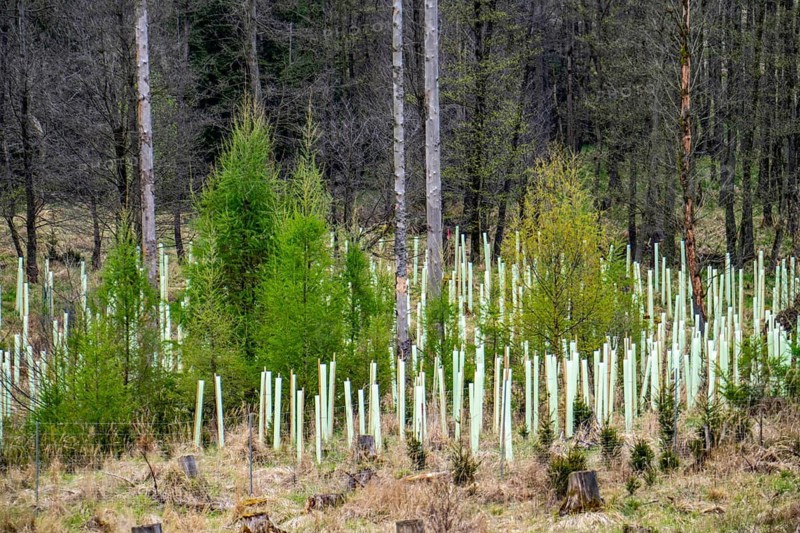 Newly planted trees, dead spruce forest in the background, forest dieback in the Arnsberg Forest nature park Park, over 70 per cent of the spruce trees are diseased, damaged, mostly by the bark beetle, which was able to spread due to drought and heat, climate change, near Hirschberg, North Rhine-Westphalia, Germany