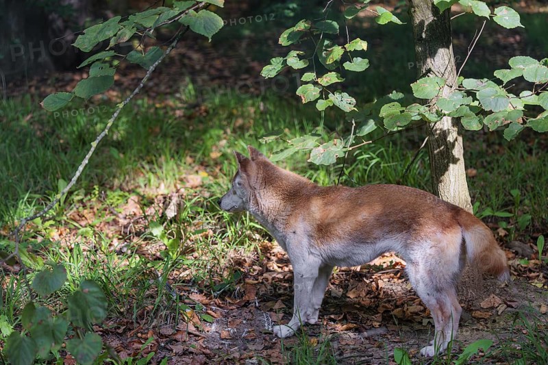 A New Guinea singing dog or New Guinea Highland dog (Canis hallstromi) (Canis dingo hallstromi, Canis familiaris) stands in the forest
