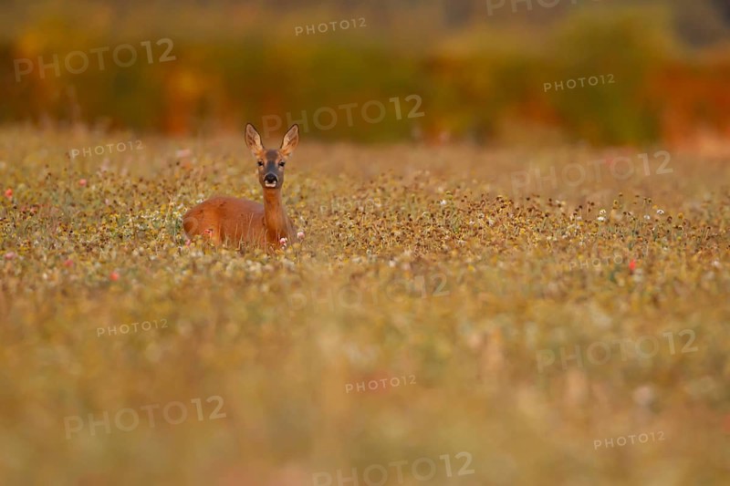 Roe deer (Capreolus capreolus) adult female doe in a farmland wildflower field in the summer, England, United Kingdom