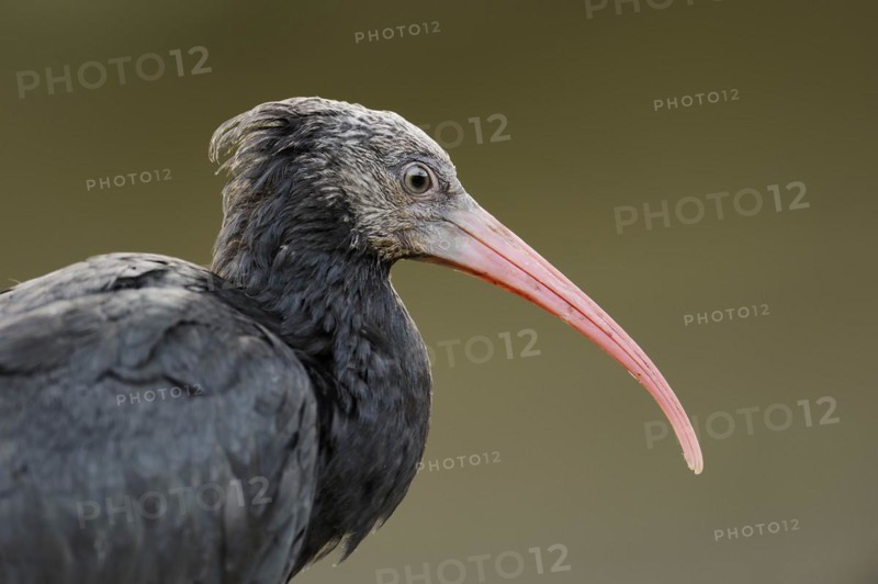 Northern Bald Ibis (Geronticus eremita), portrait, Austria