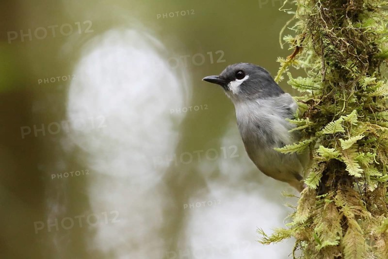 Ashy Robin (Heteromyias albispecularis) male, West Papua, Indonesia