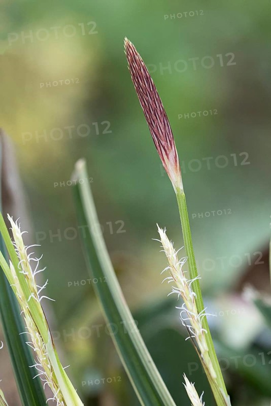 Japanese sedge (Carex morrowii 'Variegata'),  Germany