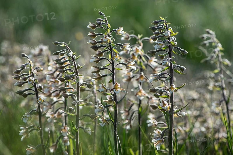 Marsh Helleborine (Epipactis palustris), Emsland, Lower Saxony, Germany