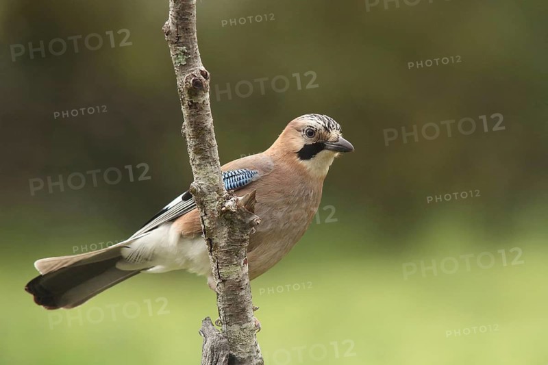 Eurasian Jay (Garrulus glandarius), view from below, nature photography, Berzogana, Sierra de Guadalupe, Extremadura, Spain