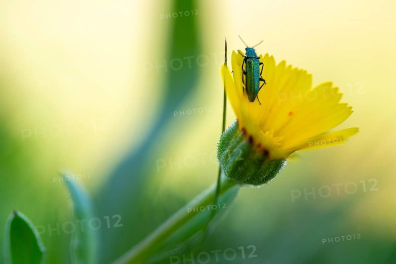 Close up of a green beetle perched on a vibrant yellow flower, set against a blurred background. The image captures the essence of springtime in a lush garden setting