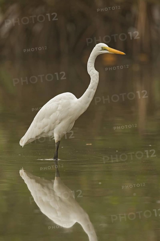 Great Egret (Ardea alba), Gambia