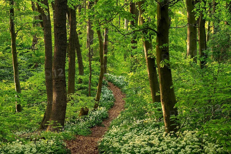 A picturesque winding path or forest path lined with white flowering wild garlic (Allium ursinum) leads through an idyllic green deciduous forest in spring, Ith, Eschershausen, Weserbergland, Lower Saxony, Germany