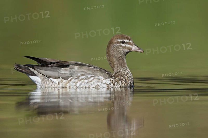 Maned Duck (Chenonetta jubata) female, Australian Capital Territory, Australia