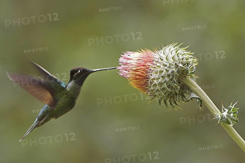 Admirable Hummingbird (Eugenes spectabilis), Costa Rica