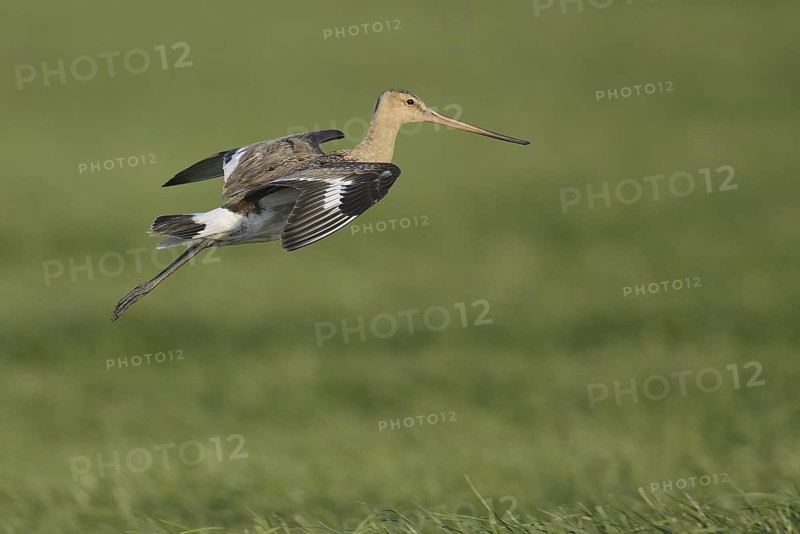 Black-tailed Godwit (Limosa limosa) flying, Texel, Netherlands