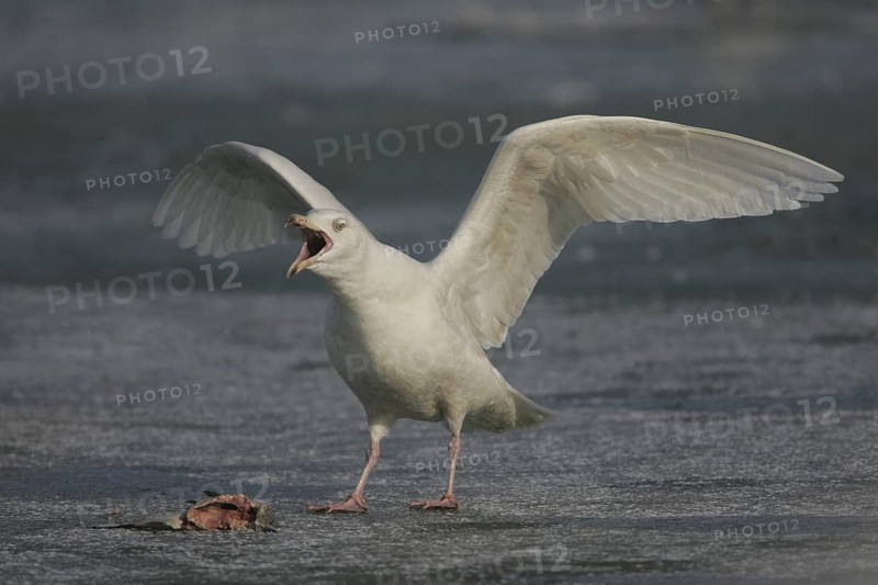 Glaucous Gull (Larus hyperboreus), Ohio, USA