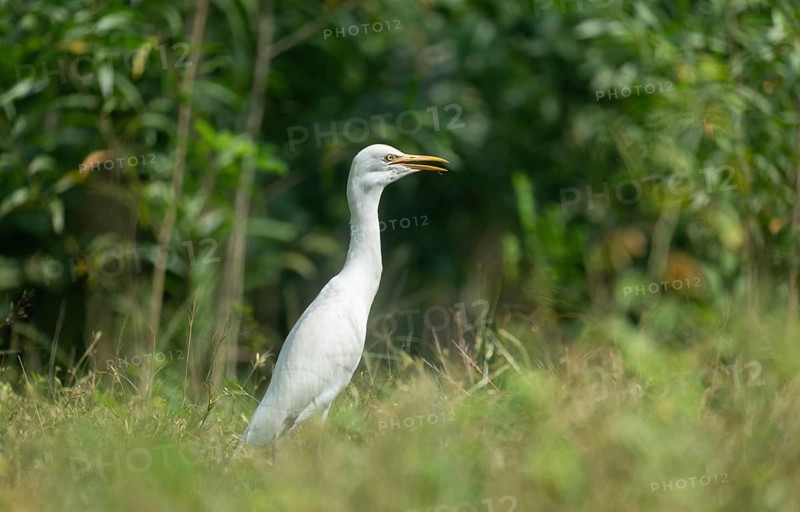 A Cattle Egret (Bubulcus ibis), Sreepur, Gazipur, Bangladesh