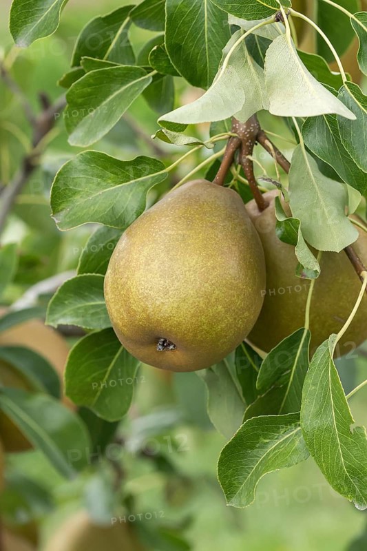 Pear (Pyrus communis 'Président Héron'), Bundessorteamt, Germany