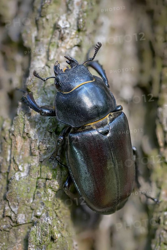Thundergugi, firecracker, stag beetle, hornschröter, Lucanus cervus, Schröter, Beetle, Coleoptera, female, high size, portrait format, insects, beetles, stag beetle, female