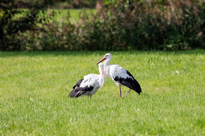 Two storks standing on a green meadow surrounded by natural vegetation, storks (Ciconiidae)