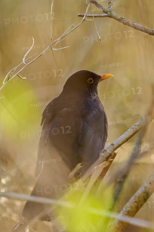 Blackbird in a softly lit, natural environment with branches, Blackbird (Turdus merula), spring, bird island, Altmühlsee, Muhr am See, Gunzenhausen, Franconian Lake District, Bavaria, Germany