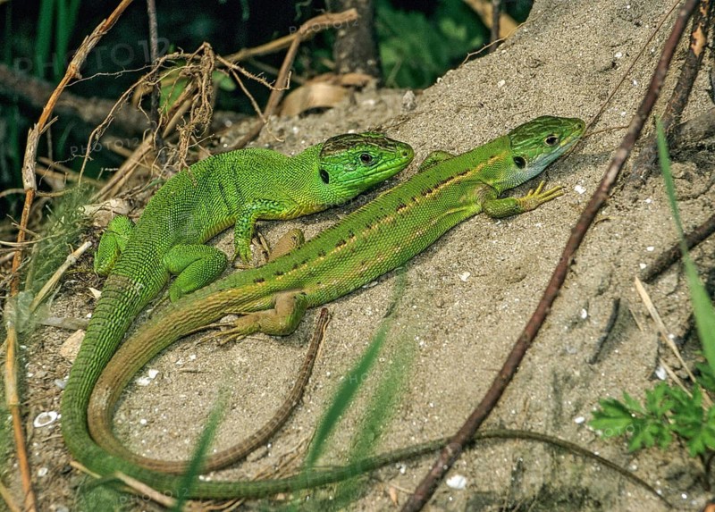 Lacerta bilineata, western green lizard, western emerald lizard, critters, lizards, lizards, female, FFH, Italy, reptiles, lizards, males, males, reptilia, reptiles, female