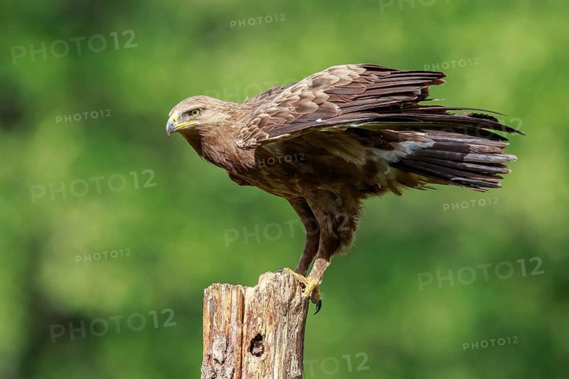 Lesser Spotted Eagle (Clanga pomarina) perched on a pale, Poland