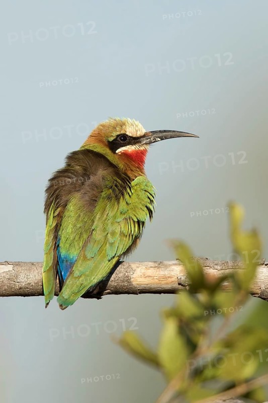 Witkapbijeneterjing zittend op tak, White-fronted Bee-eaterjuvenile sitting on pearch