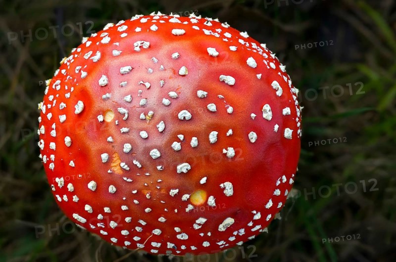 Amanita muscaria, toadstool, red toadstool, bullets, fly agaric, fly amanita, fungi, fungi, mushrooms