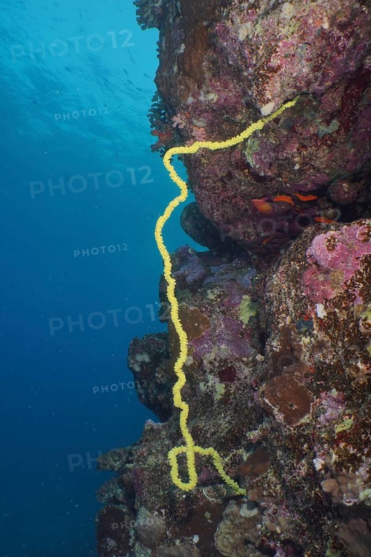 Wire Coral (Cirrhipathes spiralis)