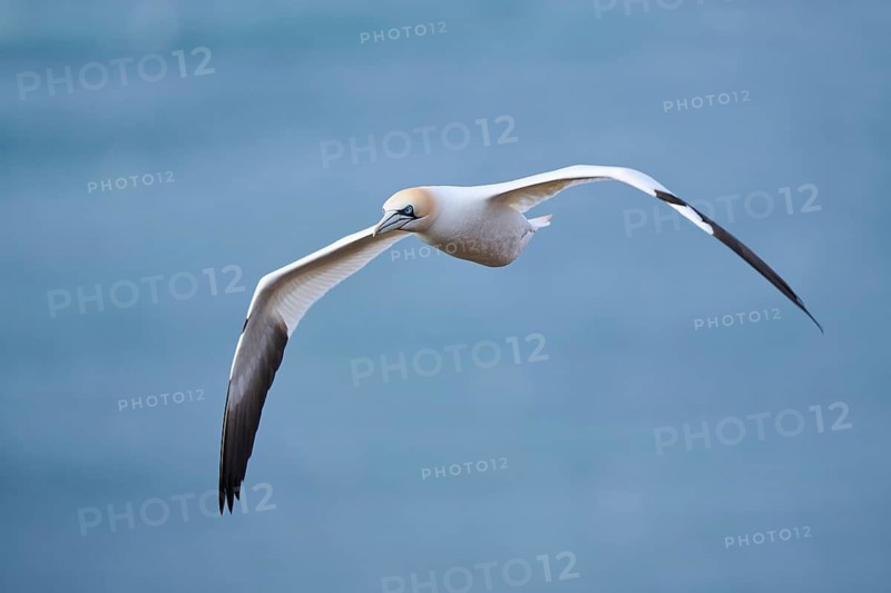 Northern gannet (Morus bassanus) flying over the sea, wildlife, Helgoland, Germany