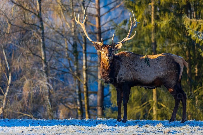 One Wapiti stag, Cervus canadensis, stands on a snow covered meadow. A forest in the background