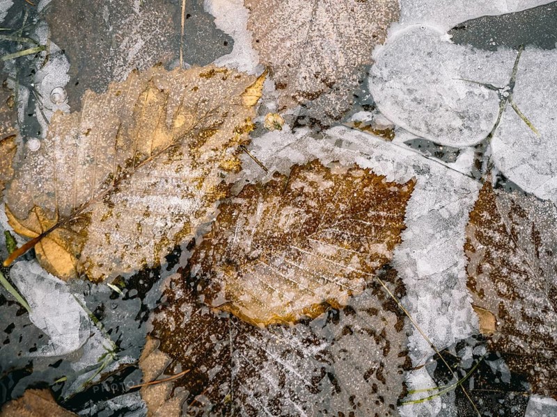 Lines and structures frozen on a small ice rink and leaves, Sauerland, North Rhine-Westphalia, Germany