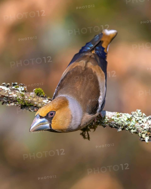 Hawfinch (Coccothraustes coccothraustes), male in breeding plumage on a lichen-covered branch, Swabian Alb biosphere reserve, Baden-Württemberg, Germany