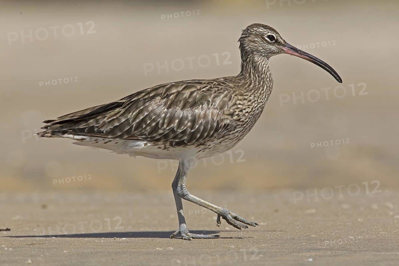 Whimbrel (Numenius phaeopus), Gambia
