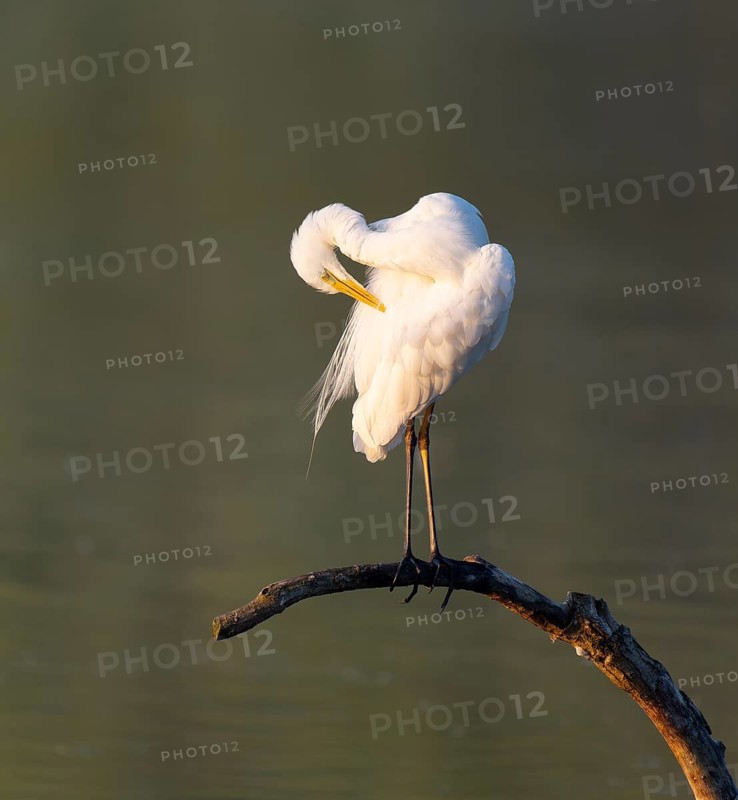 Great Egret (Ardea alba) grooming its feathers on a dead branch in the warm morning light, Lower Saxony, Germany