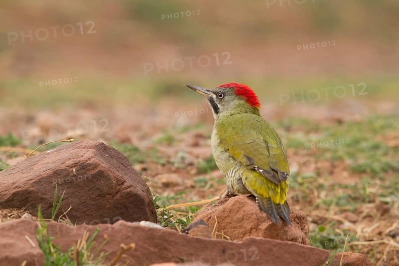 Levaillant's Woodpecker (Picus vaillantii) male, Morocco